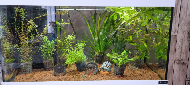  Aquarium uniquement pour alevins, plantes il sera démonter après utilisation