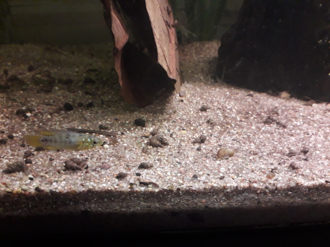 Apisto borellii Y a-t-il bien un mâle et une femelle ? Ils doivent avoir dans les 6 mois, et ils font la même taille, de plus leurs couleurs changent beaucoup suivant luminosité... bref, je suis un peu perdue ?