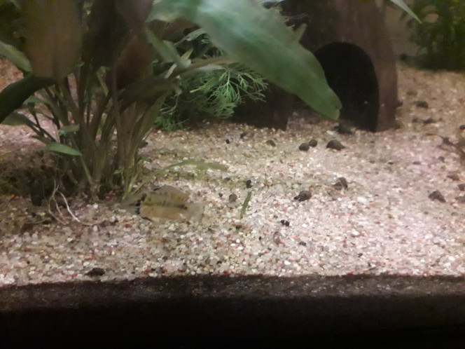 Apisto borellii Y a-t-il bien un mâle et une femelle ? Ils doivent avoir dans les 6 mois, et ils font la même taille, de plus leurs couleurs changent beaucoup suivant luminosité... bref, je suis un peu perdue ?