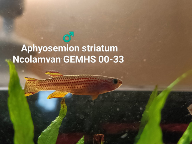 ♂️  Aphyosemion striatum Ncolamvan GEMHS 00-33 