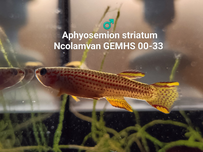 ♂️  Aphyosemion striatum Ncolamvan GEMHS 00-33 