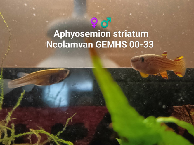 ♀️♂️  Aphyosemion striatum Ncolamvan GEMHS 00-33 