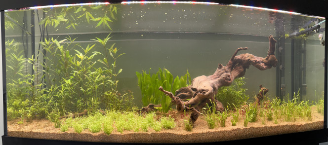 Une semaine La micrantherum est arrivée une semaine après la mise en eau et vient donc d'être plantée. Petit ajout de lilaeopsis en passant pour la densifier.
Petite taille de l'hygrophila dont certains plants qui étaient haut avait déjà la tête qui sortait de l'eau.

L'eau prend une couleur légèrement ambrée. 
Malgré l'injection de co2 (34 gouttes / minutes) jour mon drop checker ne passe jamais au vert, tout juste son bleu semble-t-il plus clair. Bon en même temps vu le foisonnement de certaines plantes j'imagine qu'il est bien consommé.

A noter que l'alternanthera reineckii planté sur la gauche du bac n'a pas tenue alors que les autres entre la racine au milieu et à droite semblent aller bien.
