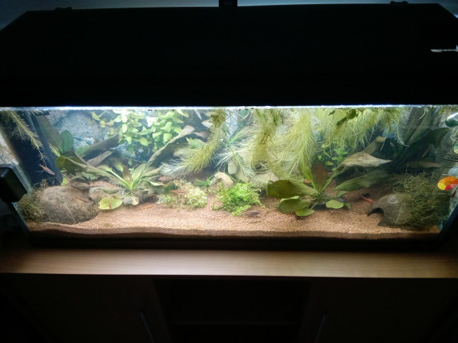 Reorganisation des plantes J'ai déplacé les plantes un peu, il y a plus d'espace sur le devant de l'aquarium.
Les poissons ont l'air moins timides qu'avant alors je me suis dit que ça ne les dérangerait pas tant que ça.
Il semble que j'eusse raison, ils continuent de se balader dans les espaces exposés.

En plaçant mon kit Co2 à côté de l'aquarium, il semble un peu plus productif, transfert de température sans doute.
J'espère donc voir les plantes poussées un peu plus vite et combler le vide.