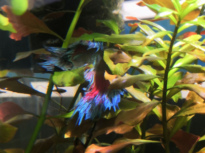  Sérieux !!! Les empereurs ont officiellement lancé l'invasion de tous mes bacs !