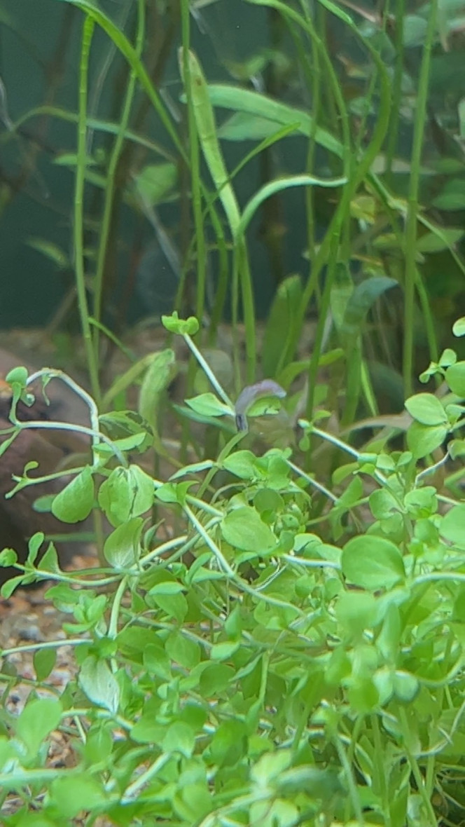 Intru Je viens de repérer un intru qui a dû arriver avec des plantes. Je m'attendais à ce que les plantes amènent éventuellement des escargots mais là on est plutôt sur une forme de limace.