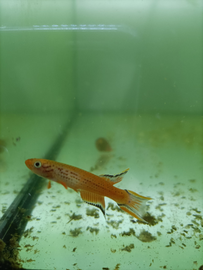 Aphyosemion australe doré 