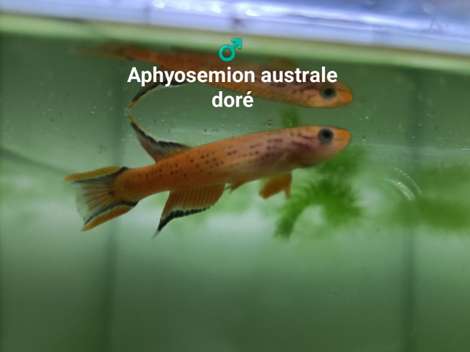 ♂️ Aphyosemion australe doré 