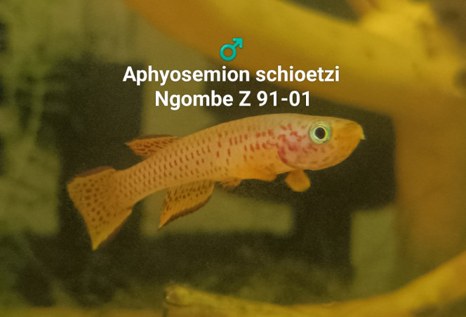 ♂️ Aphyosemion schioetzi Ngombe Z 91-01 Photo prise dans mon bac 331