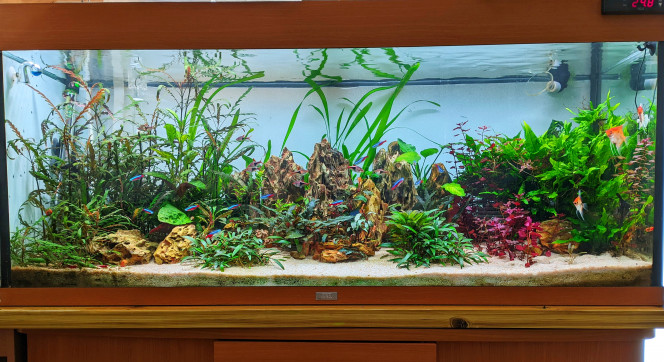  coupe des ludwigia et repiquage , pour de nouvelles pousses