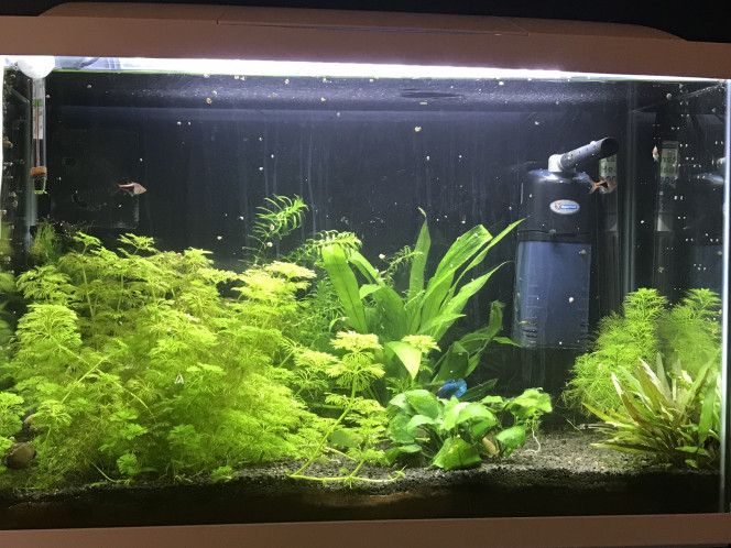  voilà ce que ça donne après 3 mois en eau ?