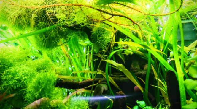 Photographie du post de Anhtu 