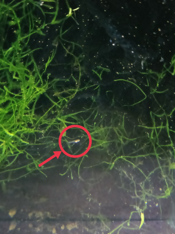 Alvin Aphyosemion striatum Ncolamvan GEMHS 00-33 