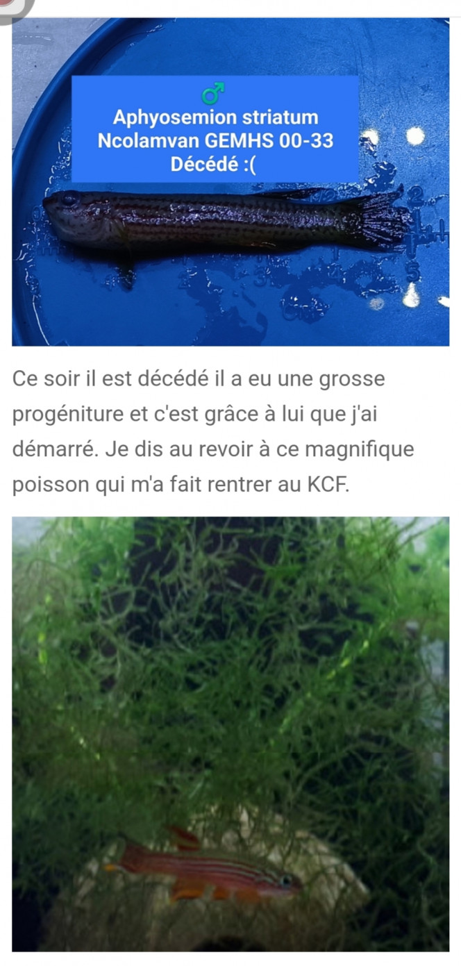 Quarantaine Se bac est en quarantaine pour 2 mois pour être certain qu'il n'y a pas d'Alvin 
Aphyosemion striatum Ncolamvan GEMHS 00-33