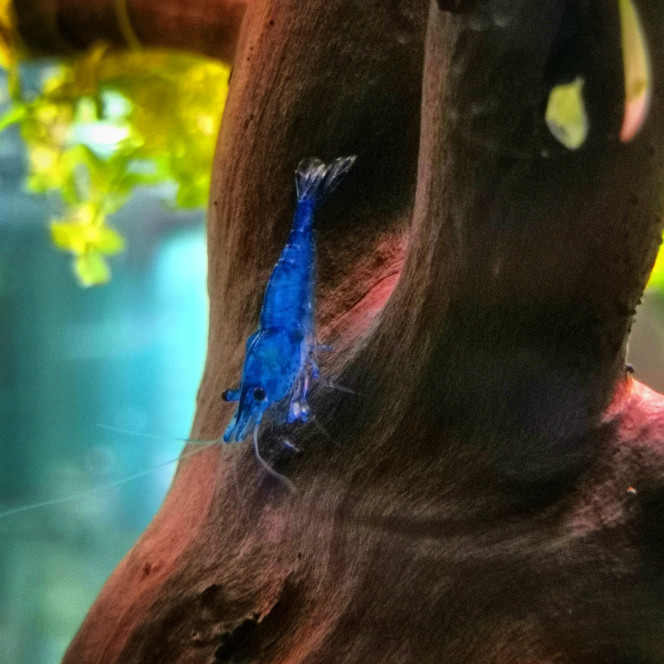  Les premiers habitants du rescape