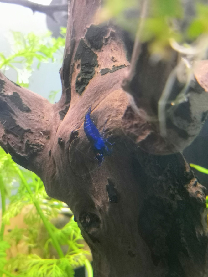  Les premiers habitants du rescape
