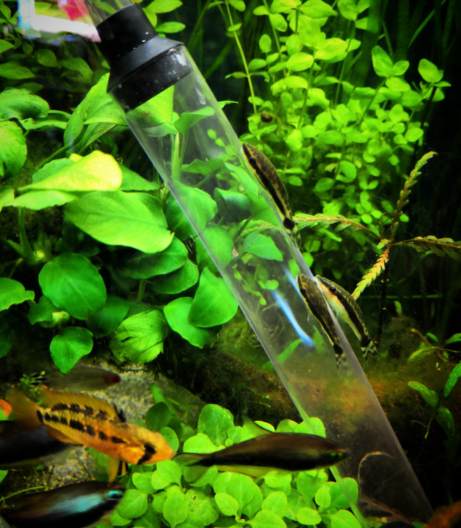  Bon dimanche ! Chez vous aussi les poissons se liguent contre la maintenance hebdomadaire du bac ?