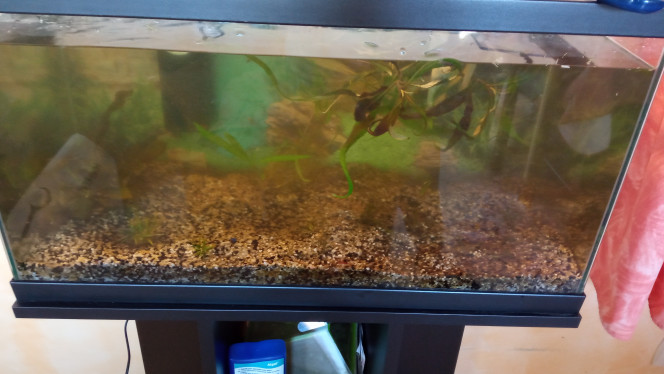 Nouveau scape Vidange de l'aquarium après avoir retiré les poissons / crevettes et les plantes puis installation des nouvelles pierres.