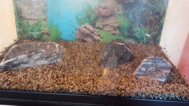 Nouveau scape Vidange de l'aquarium après avoir retiré les poissons / crevettes et les plantes puis installation des nouvelles pierres.