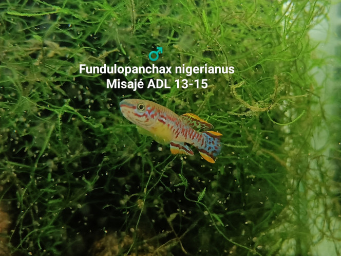 ♂️ Fundulopanchax nigerianus Misajé ADL 13-15 ♂️ 
Fundulopanchax nigerianus 
Misajé ADL 13-15

Bac 231