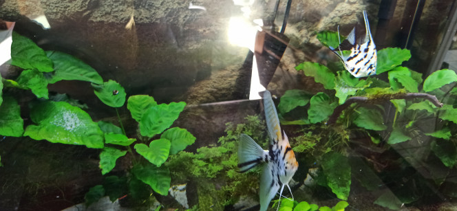 Golden Marble Ce couple a un problème. Il y a 15 jours, ils ont réalisé leur 4ème ponte sur deux feuilles à 50 cm l'une de l'autre... Aujourd'hui, leur 5ème ponte est étalée sur 4 feuilles ! Le nombre d'oeufs est impressionnant !