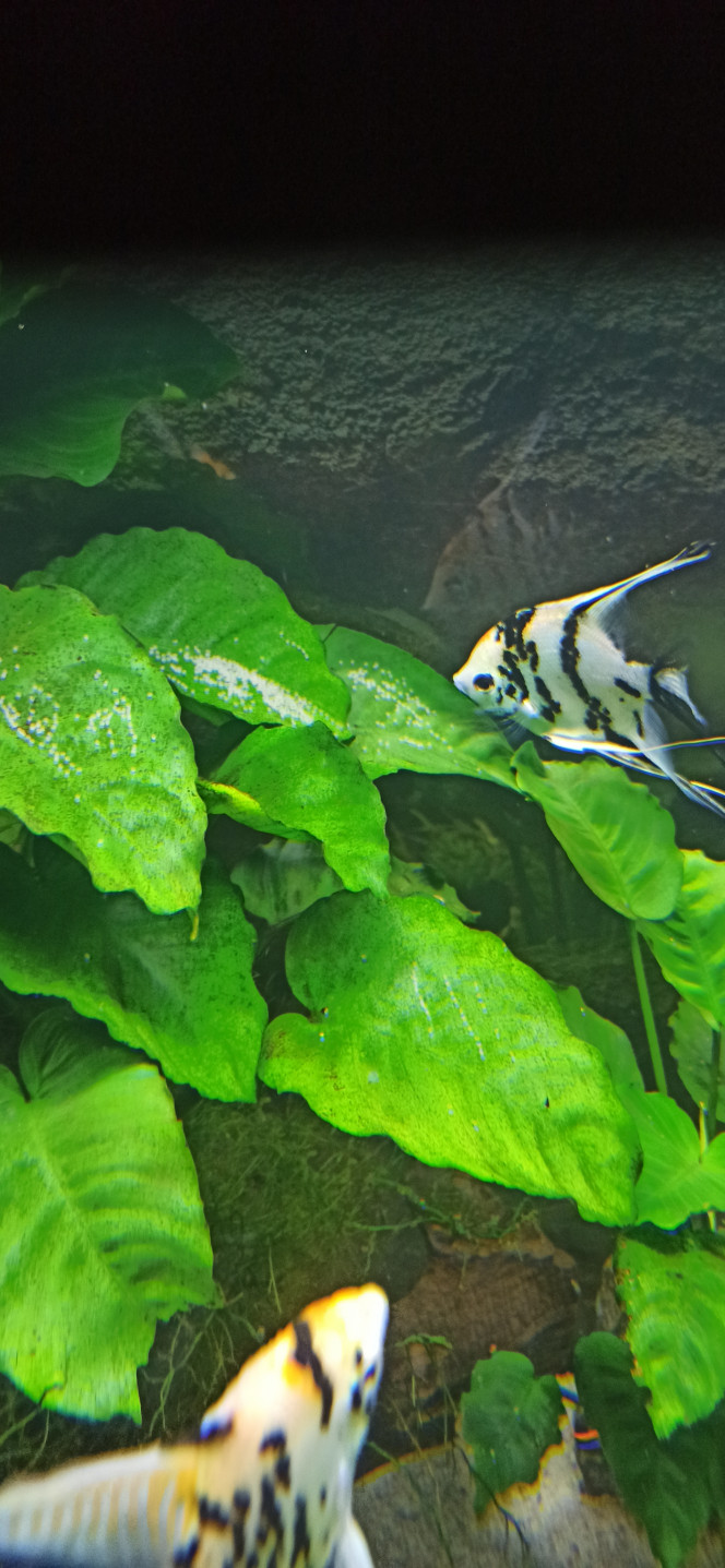 Golden Marble Ce couple a un problème. Il y a 15 jours, ils ont réalisé leur 4ème ponte sur deux feuilles à 50 cm l'une de l'autre... Aujourd'hui, leur 5ème ponte est étalée sur 4 feuilles ! Le nombre d'oeufs est impressionnant !
