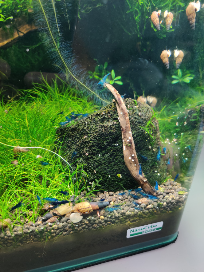 Neocaridina davidi "Blue velvet" Toujours aussi bleu !