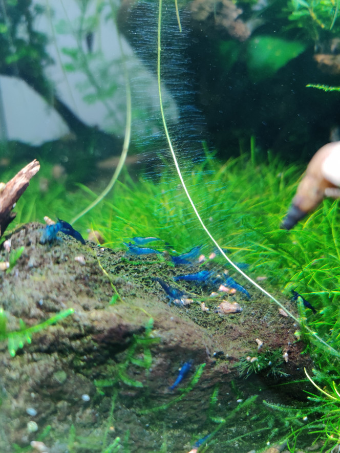 Neocaridina davidi "Blue velvet" Toujours aussi bleu !