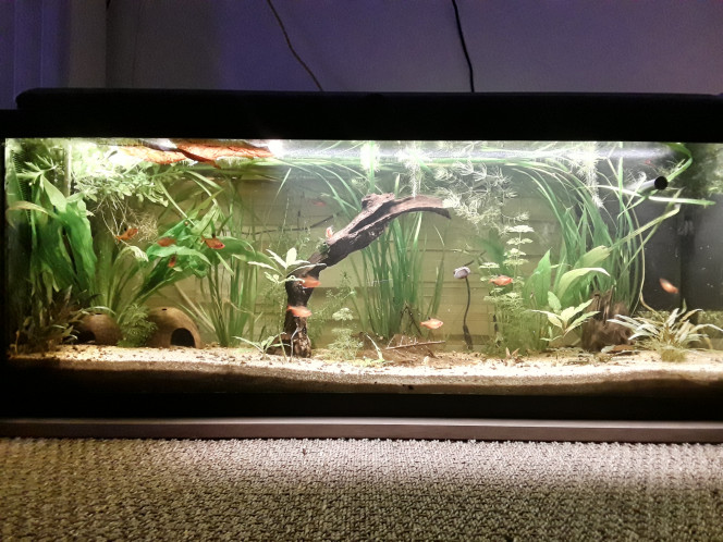 Le 120 L 3 semaines après le déménagement, les végétaux ont redémarré, le lotus qui a germé la semaine dernière fait deux belles feuilles, pourvu que ça dure ! Il y a juste l'hygrophila qui m'agace un peu, qu'est-ce qu'elle est fragile cette plante ! Elle casse pour un rien et elle fond au moindre changement...