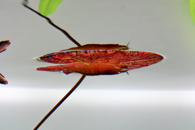 Photographie du post de TortueGeniale91 