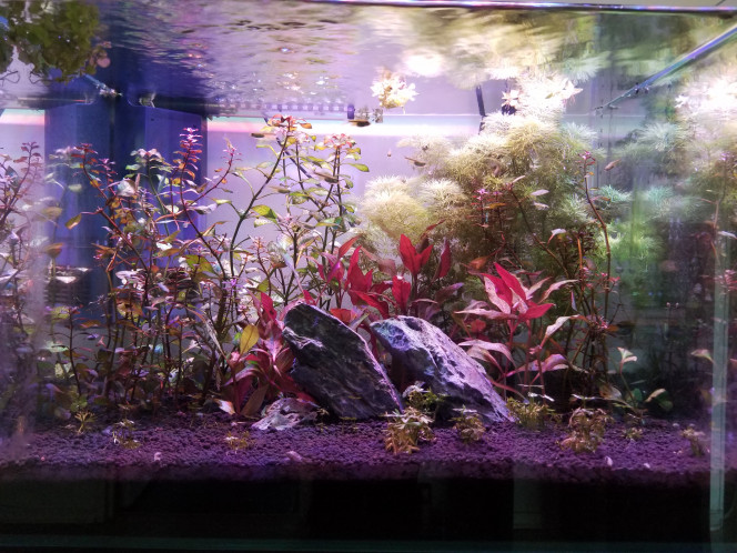  Insertions de nouvelles plantes et refonte totale de la conception visuelle du bac. 
Suppression du bonsaï. 
Ajout de roches au centre (seiru stone)
Ont été conservées de la précédente configuration les Limnophila sessiflora uniquement.
Ajout de : 
Ranunculus inundatus en avant plan
Ludwigia super mini red sur les côtés 
Althernanthera rosanervig au centre derrière les roches