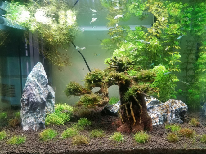  Introduction des microdevario kubotai. Banc de 22 poissons. 
Aquarium selon la configuration initialement imaginée. 
Les gazonnantes n'ont jamais réellement poussé, et suite au blackout ayant pour but de stopper une invasion de filamenteuses, toutes les plantes ont été perdues, excepté la limnophila.