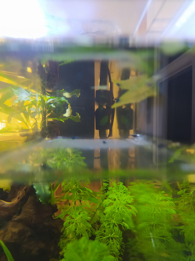 Photographie du post de poulain44 