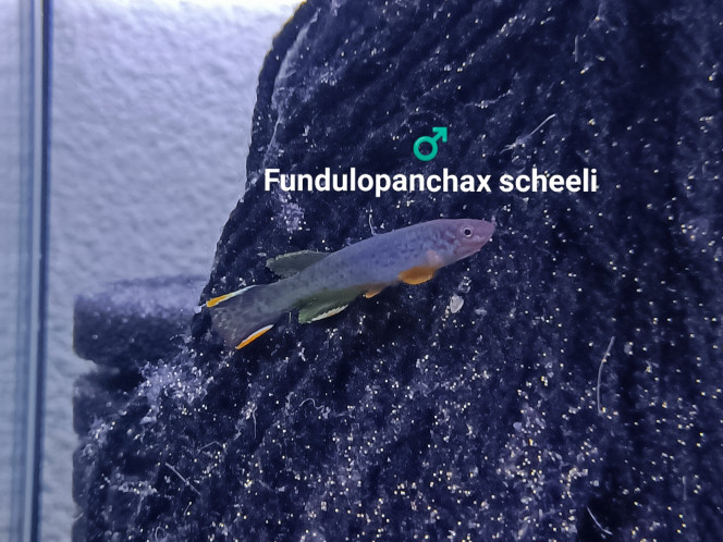♂️ Fundulopanchax scheeli Déjà réservé en couple