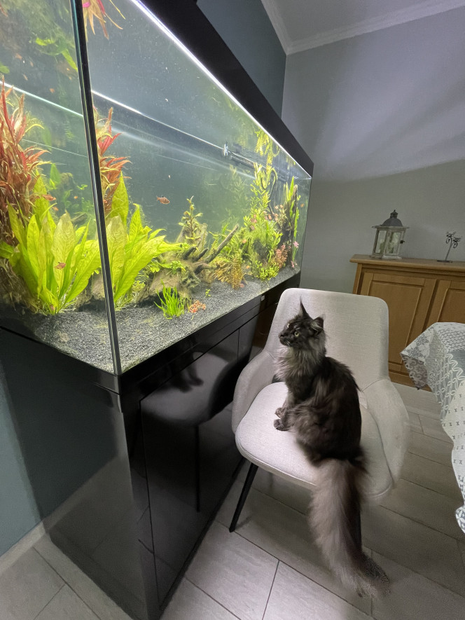 Premiers habitants 8 corydoras storbaï
10 otocinclus
18 tetra joyaux