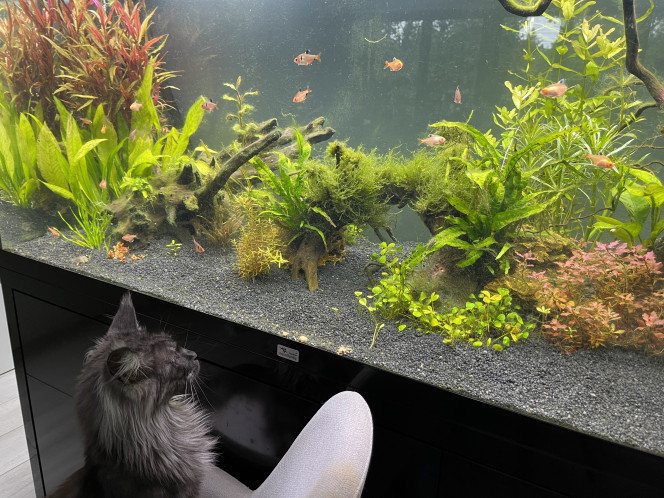 Premiers habitants 12 corydoras storbaï
10 otocinclus
18 tetra joyaux