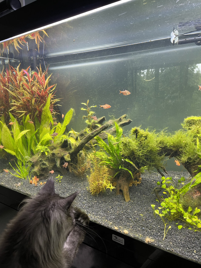 Premiers habitants 12 corydoras storbaï
10 otocinclus
18 tetra joyaux