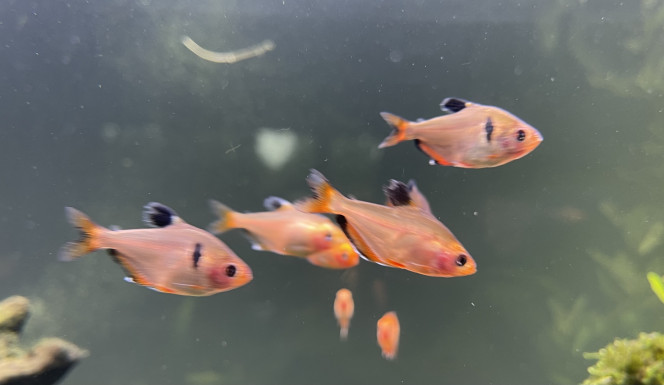 Premiers habitants 12 corydoras storbaï
10 otocinclus
18 tetra joyaux