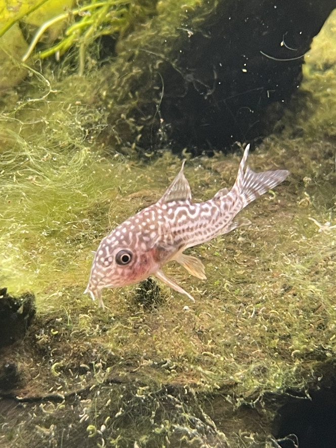 Premiers habitants 12 corydoras storbaï
10 otocinclus
18 tetra joyaux