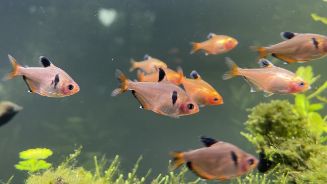 Premiers habitants 12 corydoras storbaï
10 otocinclus
18 tetra joyaux