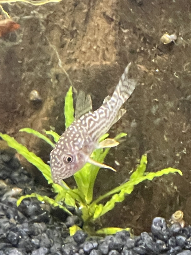 Premiers habitants 12 corydoras storbaï
10 otocinclus
18 tetra joyaux