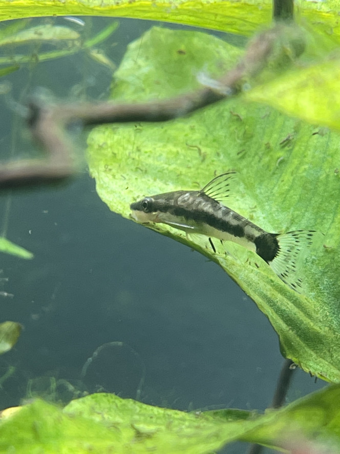 Premiers habitants 12 corydoras storbaï
10 otocinclus
18 tetra joyaux