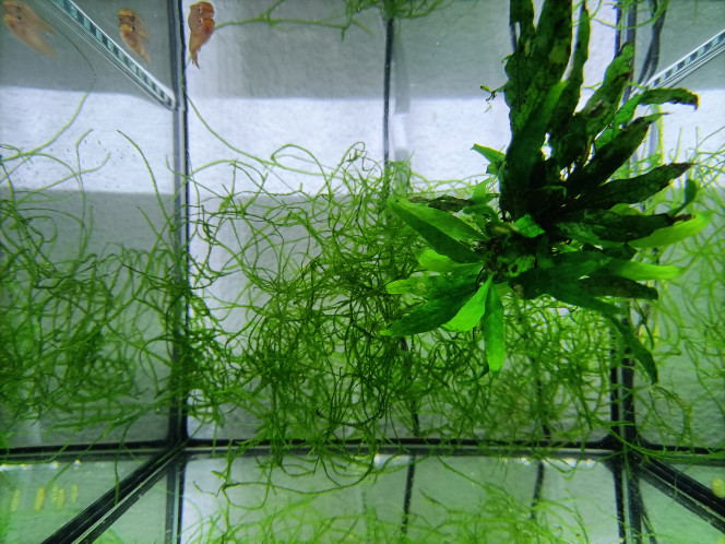 Bac 322 Avec 2 très jeune couples ♀️♂️ 
Aphyosemion jeanhuberi
Malinga GBG 93-20