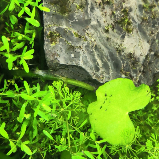  Première mue trouvée de japonica... Qui semble subjuguer les empereurs et les apistos