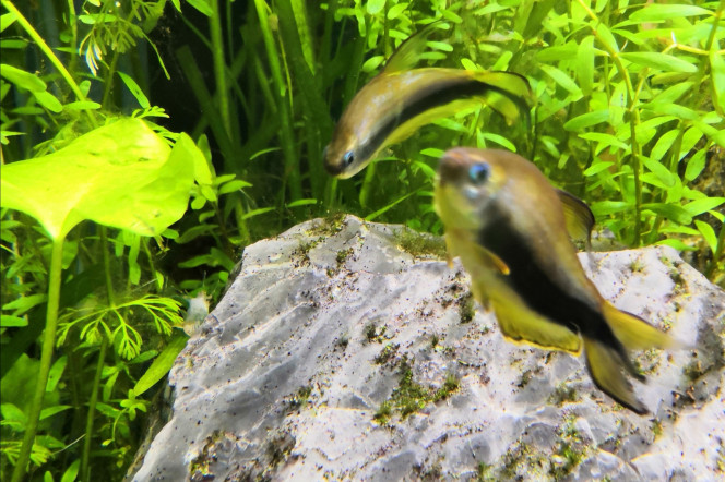 Première mue trouvée de japonica... Qui semble subjuguer les empereurs et les apistos