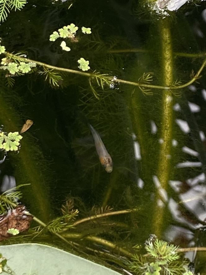 Premières naissances dans le bassin Premières naissances de nos poissons shubunkin
