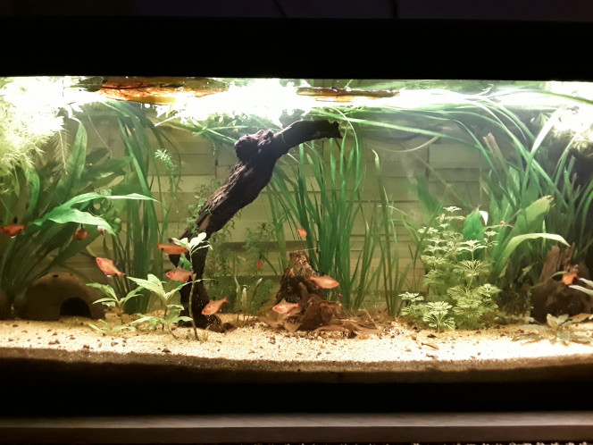  Les quatre aquariums vivent leur vie, entretien réduit à un rinçage d'un élément de filtration dans chaque bac tous les quinze jours, et un nettoyage des vitres/algues (quand il y en a !) + changement d'eau  tous les 15 jours en alternance.