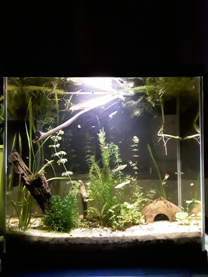  Les quatre aquariums vivent leur vie, entretien réduit à un rinçage d'un élément de filtration dans chaque bac tous les quinze jours, et un nettoyage des vitres/algues (quand il y en a !) + changement d'eau  tous les 15 jours en alternance.