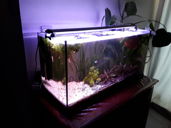  Les quatre aquariums vivent leur vie, entretien réduit à un rinçage d'un élément de filtration dans chaque bac tous les quinze jours, et un nettoyage des vitres/algues (quand il y en a !) + changement d'eau  tous les 15 jours en alternance.