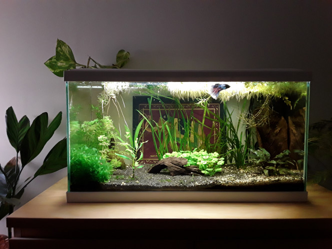  Les quatre aquariums vivent leur vie, entretien réduit à un rinçage d'un élément de filtration dans chaque bac tous les quinze jours, et un nettoyage des vitres/algues (quand il y en a !) + changement d'eau  tous les 15 jours en alternance.